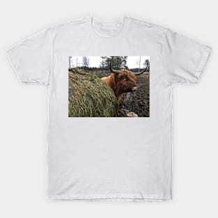 Scottish Highland Cattle Bull 2175 T-Shirt